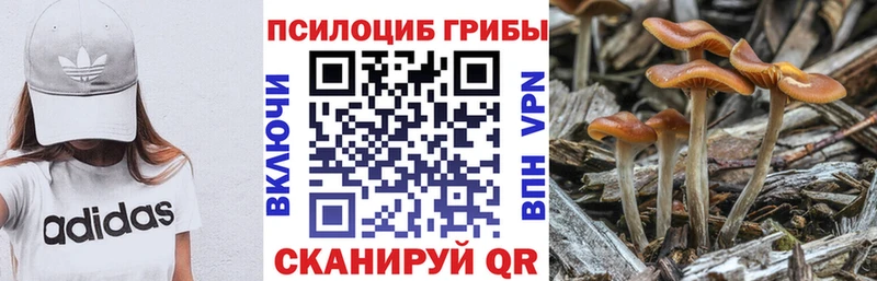 Псилоцибиновые грибы Psilocybe  Назарово 